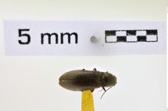 Foto (Dorsalansicht) von Limonius consimilis (NHMW-ZOO-COL-0008609)